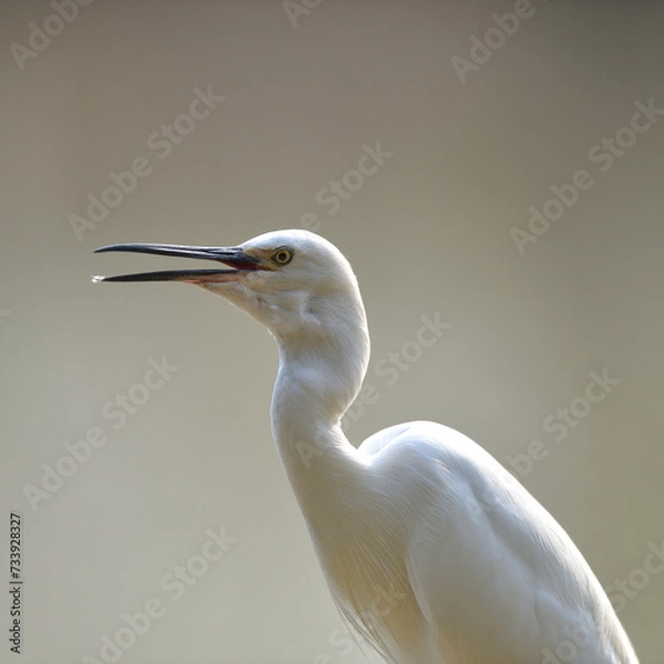 Fototapeta A Javan pond-heron is looking for food in the rice fields. This bird has the scientific name Ardeola speciosa