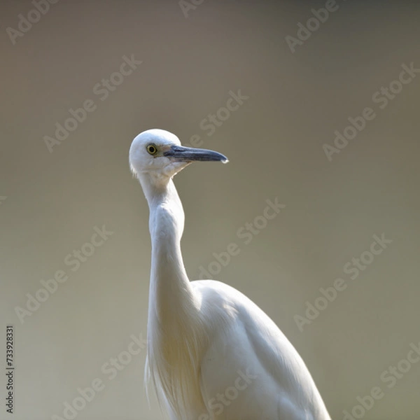 Fototapeta A Javan pond-heron is looking for food in the rice fields. This bird has the scientific name Ardeola speciosa