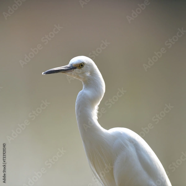 Fototapeta A Javan pond-heron is looking for food in the rice fields. This bird has the scientific name Ardeola speciosa