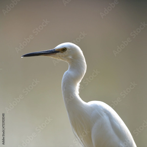 Fototapeta A Javan pond-heron is looking for food in the rice fields. This bird has the scientific name Ardeola speciosa