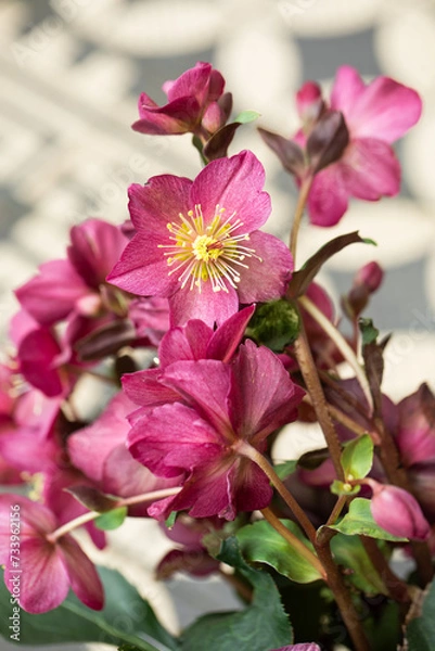 Obraz Helleborus, pink hellebore