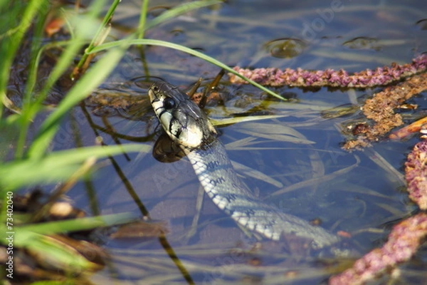Fototapeta Natrix natrix