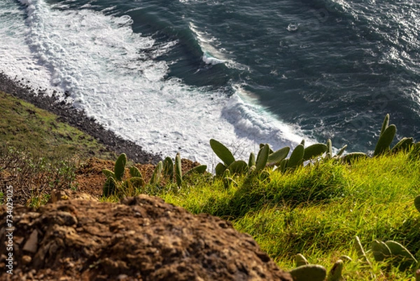 Fototapeta Cacti on a cliff with ocean waves in the background
