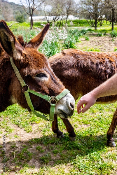 Fototapeta Donkeys sniffing a human hand in rescue shelter center - Corfu, Greece