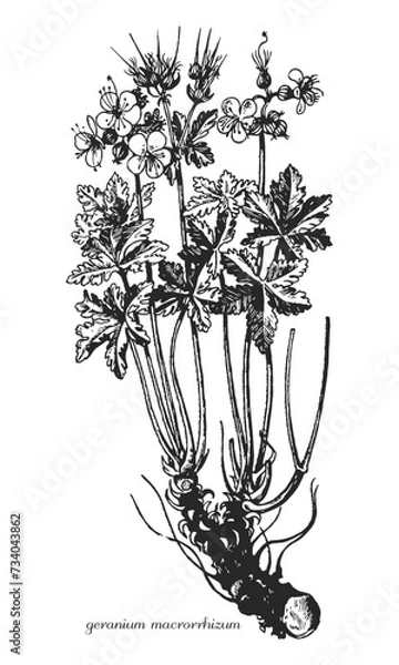Fototapeta geranium macrorrhizum. black and white geranium hand drawing. Vector modern vintage botanical illustration of geranium with flowers, leaves. Medicinal natural herb.