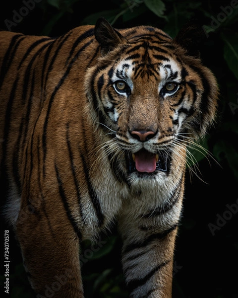 Obraz Photos of tiger in naturally.