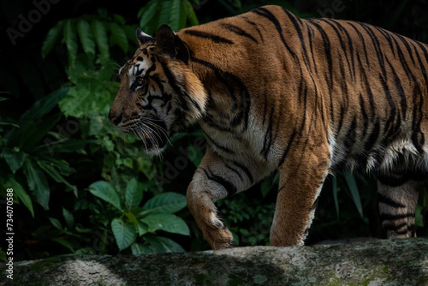 Obraz Photos of tiger in naturally.