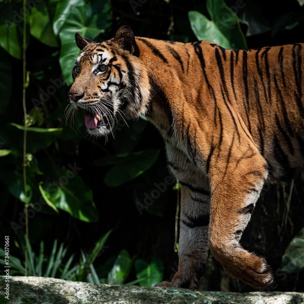 Obraz Photos of tiger in naturally.
