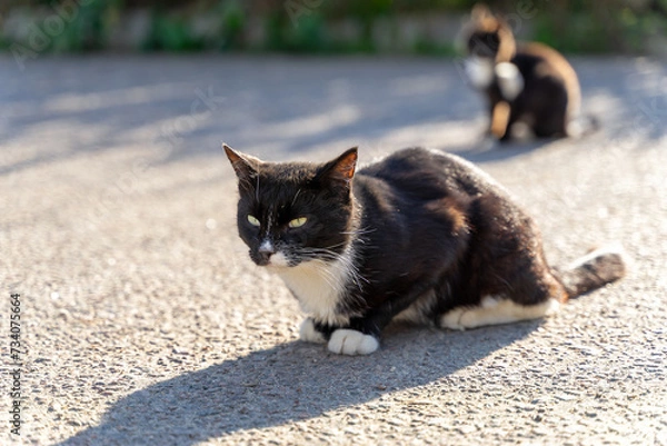 Fototapeta A black and white stray cat is sitting on the asphalt.