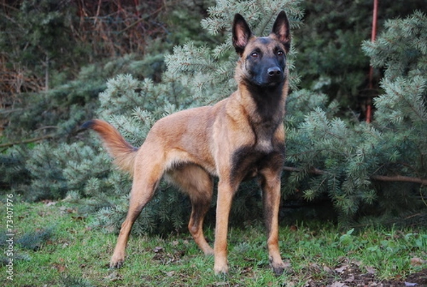 Fototapeta Belgischer Schäferhund