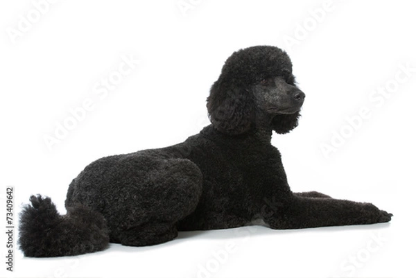 Fototapeta Grosspudel