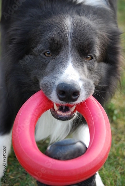 Fototapeta Border Collie Jerry