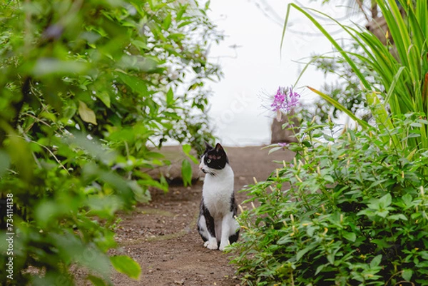 Fototapeta One black and white resting cat between bushes garden looking sideways