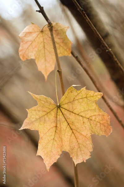 Fototapeta fall leaves