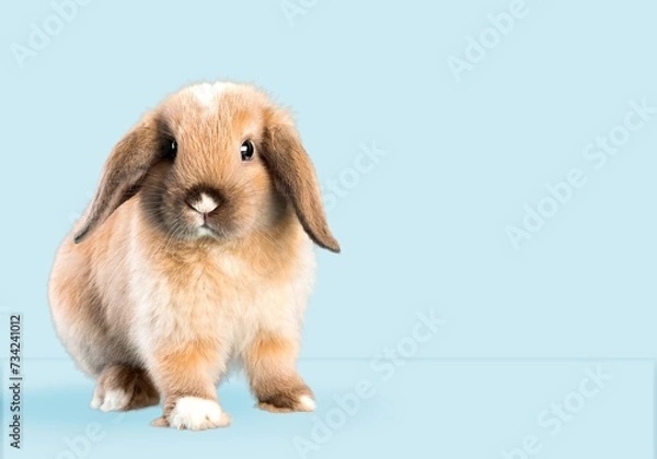 Obraz cute young bunny or rabbit on pastel background.