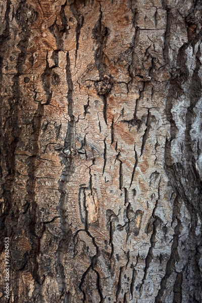Fototapeta The texture of the crust.
