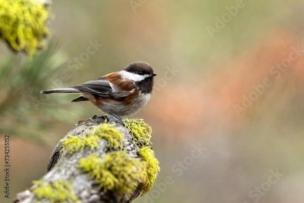 Obraz Chestnut-backed Chickadee and Wolf Lichen