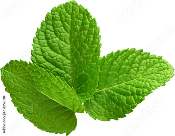 Fototapeta A Fresh and Beautiful Mint Leaf - Ready to use PNG Cutout Premium Isolated Image