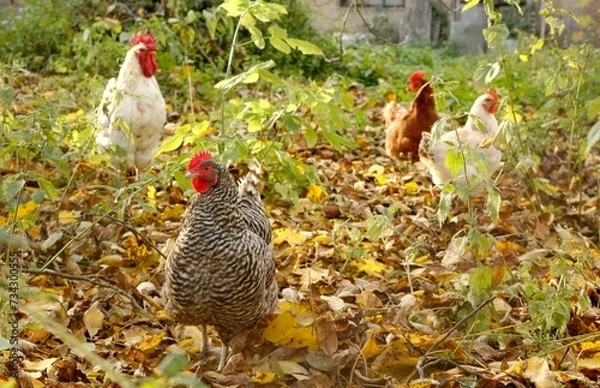 Obraz Several chickens on a country plot