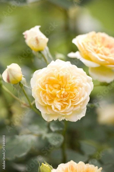 Fototapeta バラ　モリニュー