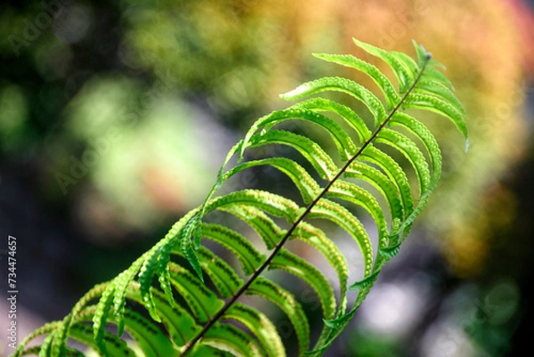 Fototapeta Adiantum pedatum, a type of plant that is good for shaded areas