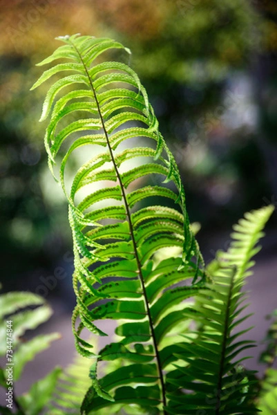 Fototapeta Adiantum pedatum, a type of plant that is good for shaded areas