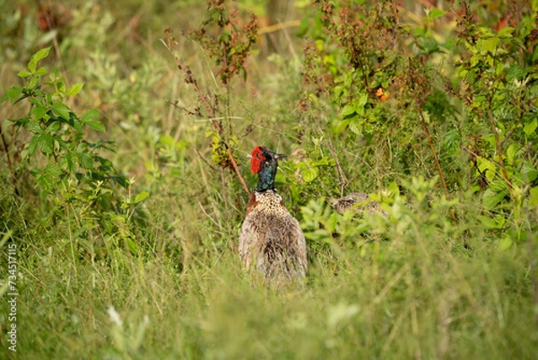 Fototapeta Ring Necked Pheasant in the Weeds
