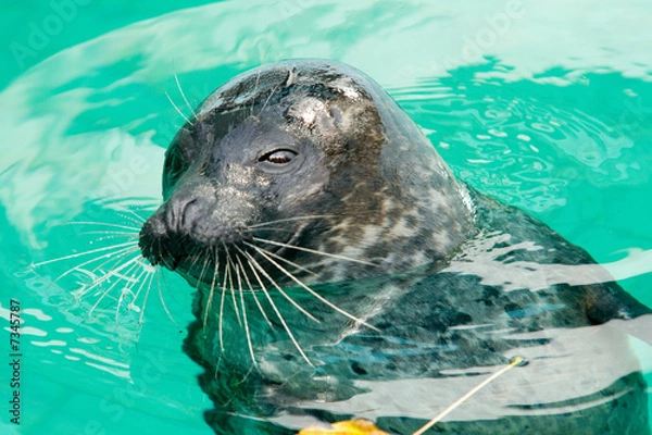 Obraz Seal in water