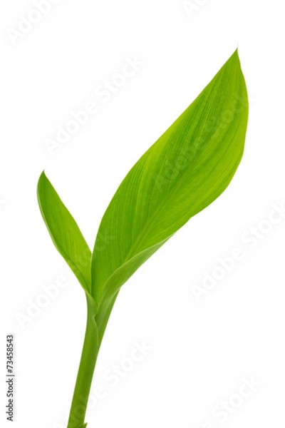 Obraz leaf