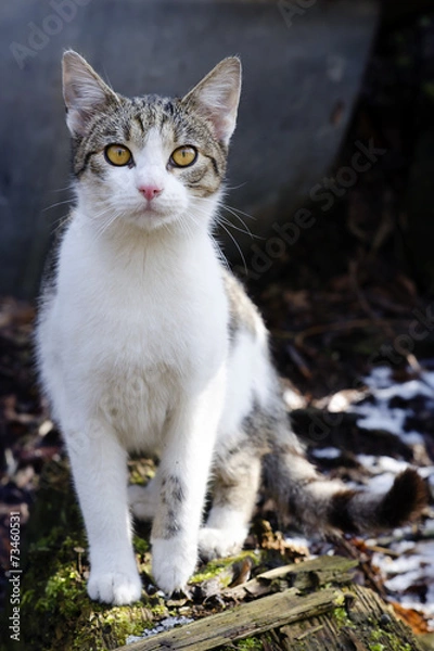Fototapeta Cat portrait
