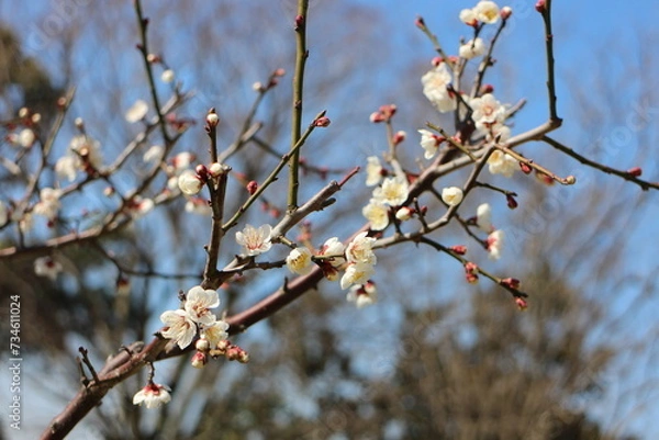 Obraz 梅の花　南高