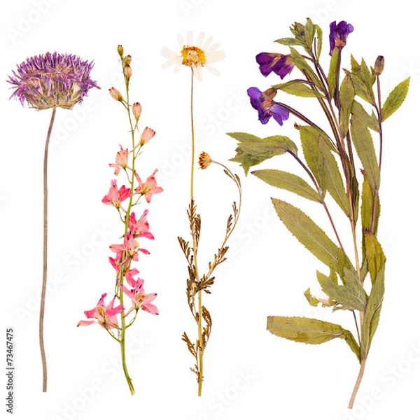 Obraz Set of wild flowers pressed
