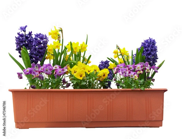 Fototapeta FRÜHLINKSBLUMEN IM PFLANKASTEN