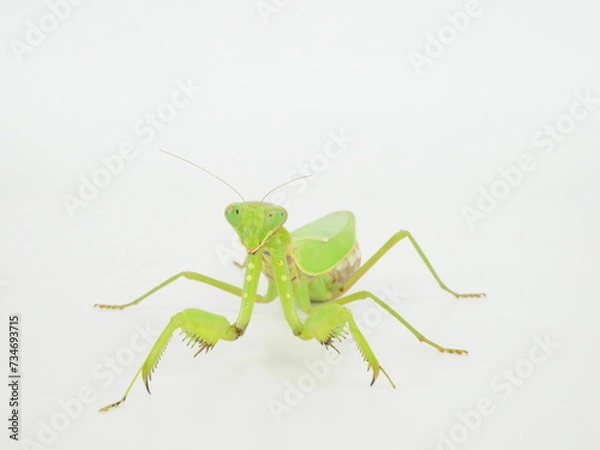 Fototapeta 正面向きのハラビロカマキリ