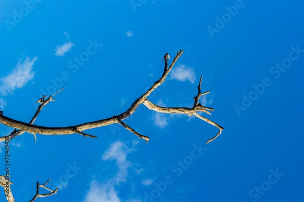 Obraz dead branch tree under blue sky