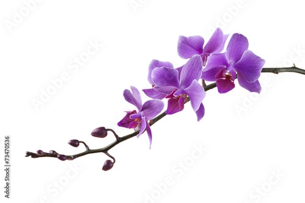 Obraz purpurowa orchidea Dendrobium na białym tle