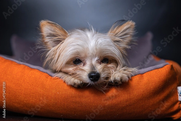 Obraz Sad little portrait of a small cute Yorkshire terrier dog lying on a bed