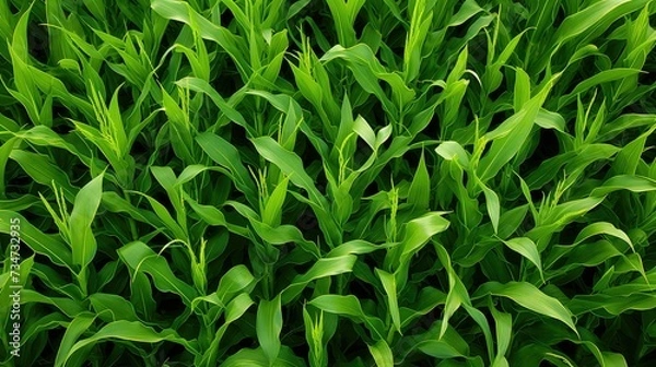 Obraz farm corn top view