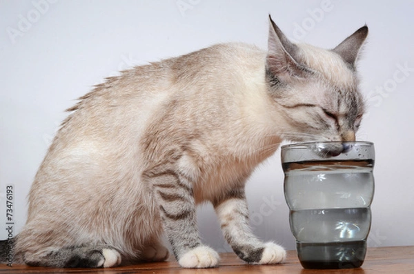 Fototapeta cute kitten drinking