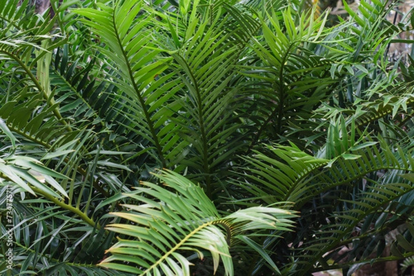 Fototapeta decorative cycads make up the garden, showing their bright, beautiful green color.