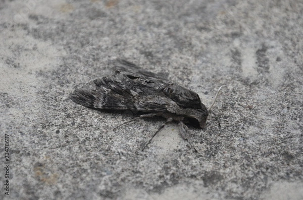 Fototapeta Sphinx du liseron (Agrius convolvuli)