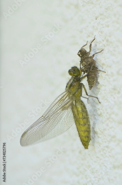 Fototapeta Emergence de Libellule déprimée (Libellula depressa)