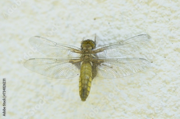 Fototapeta Emergence de Libellule déprimée (Libellula depressa)