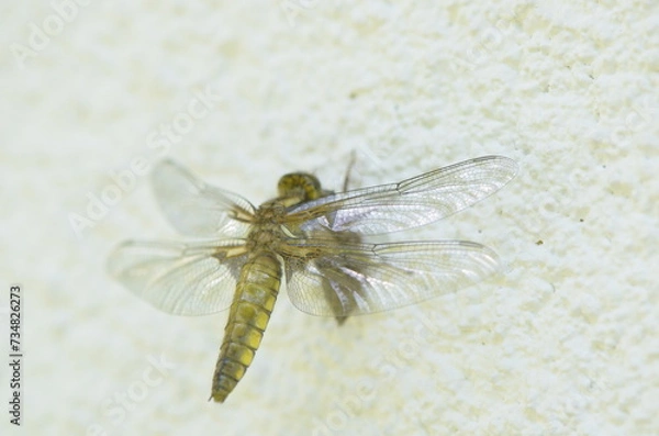 Fototapeta Emergence de Libellule déprimée (Libellula depressa)