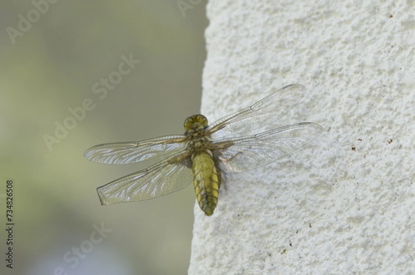Fototapeta Emergence de Libellule déprimée (Libellula depressa)