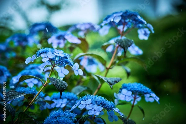 Fototapeta 紫陽花