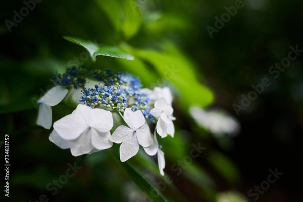 Fototapeta 紫陽花