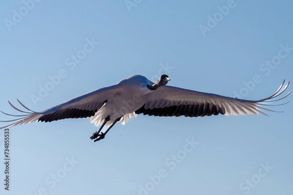 Fototapeta 丹頂鶴