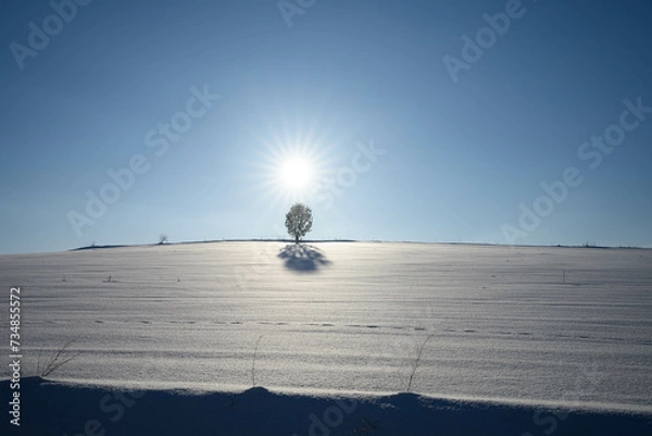 Fototapeta 美瑛の丘