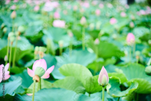 Fototapeta 蓮